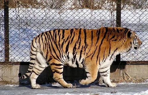 维持安宁：百公里范围内未有老虎伤人事件，当地野生动物保护工作成效显著