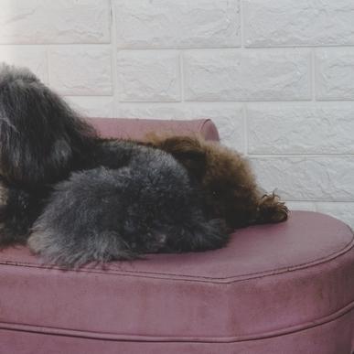 搞笑萌宠大乱斗：可爱宠物们展开疯狂对战，笑料百出，谁能笑到最后？