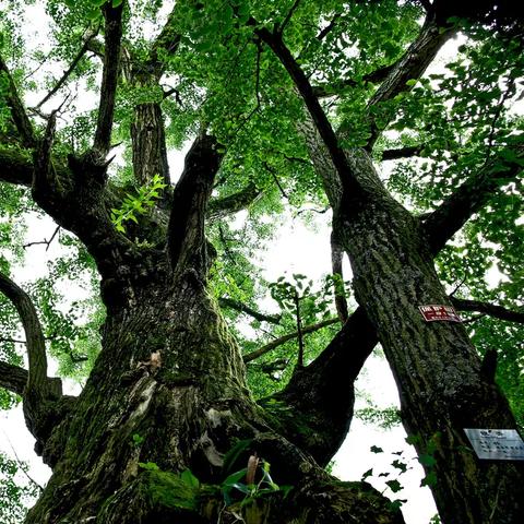 凤舞三国最强阵容大揭秘！究竟谁是最强阵容成员，打破游戏界的神秘！