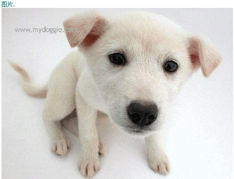 (狗狗特工队动画片人物)狗狗特工队人物：发挥特长，合作无间，共同保护世界的守护者