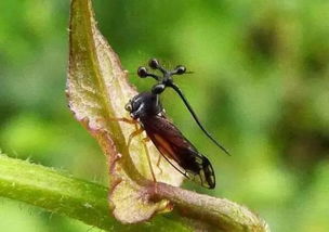 (神奇的变异生物:会吸血的蝴蝶是真实存在的吗)神奇的变异生物：会吸血的蝴蝶是真实存在的吗？