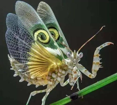 (神奇的变异生物:会吸血的蝴蝶是真实存在的吗)神奇的变异生物：会吸血的蝴蝶是真实存在的吗？