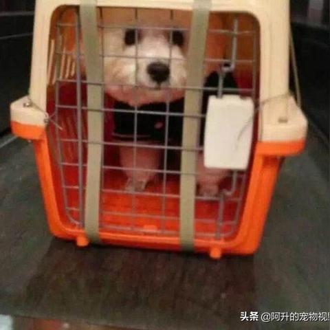 (狗 地铁)勇敢的狗狗突击地铁逃生,引发众人暖心感动 (狗 地铁)勇敢的狗狗突击地铁逃生,引发众人暖心感动