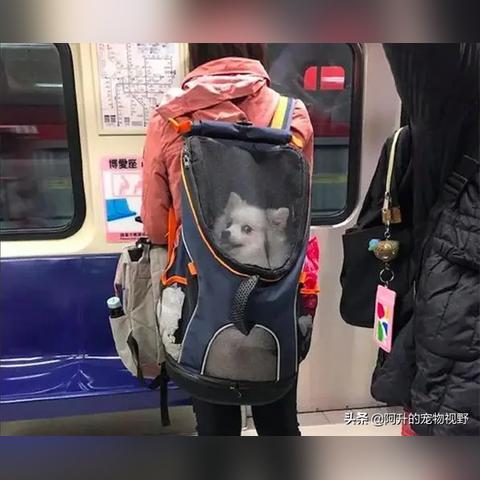 (狗 地铁)勇敢的狗狗突击地铁逃生，引发众人暖心感动