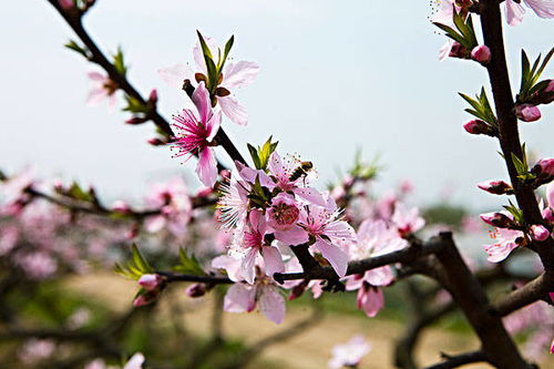 (从一棵桃树开始进化)从一棵桃树开始的修仙之旅,命运交错,机缘巧合 (从一棵桃树开始进化)从一棵桃树开始的修仙之旅,命运交错,机缘巧合