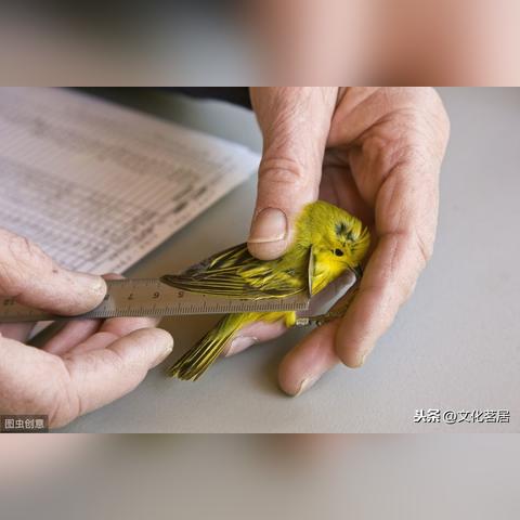 (怎样把中国象棋下载到桌面上)如何将中国象棋免费安装到桌面并畅享精彩对局的详细指南 (怎样把中国象棋下载到桌面上)如何将中国象棋免费安装到桌面并畅享精彩对局的详细指南