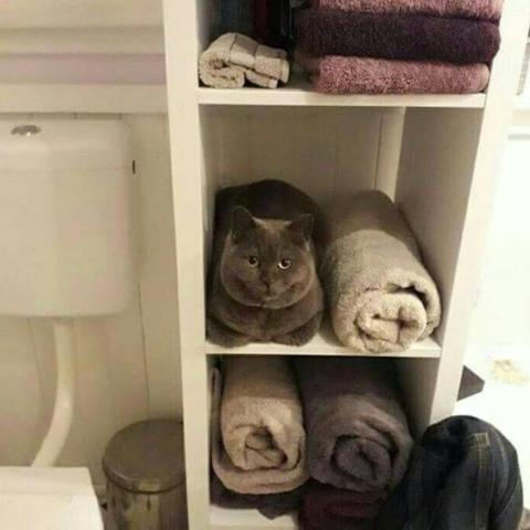 (ns妖怪捉迷藏)妖怪捉迷藏手机版：寻找隐藏在暗处的神秘生物