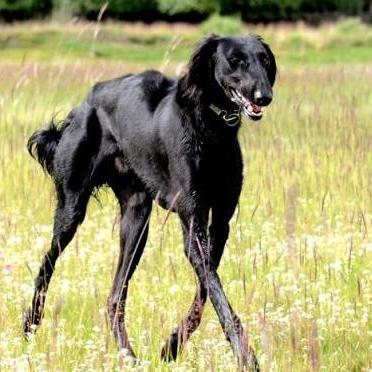 (细犬视频)怎么打开细狗视频免费版网页版？操作简易易懂指南