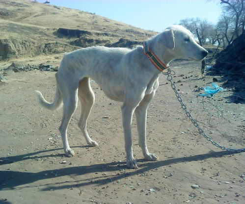 (细犬视频)怎么打开细狗视频免费版网页版？操作简易易懂指南