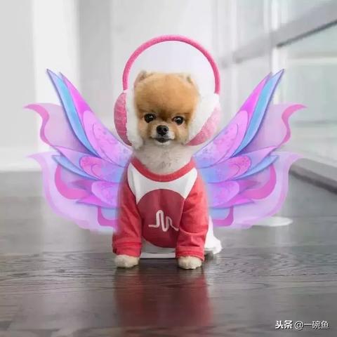 探秘萌喵宠物店电脑游戏：如何抓住玩家心，打造宠物养成的新趋势？