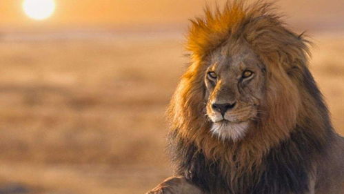 狮子与羚羊的不寻常友谊：探寻大自然中两种天敌动物如何成为最好的朋友