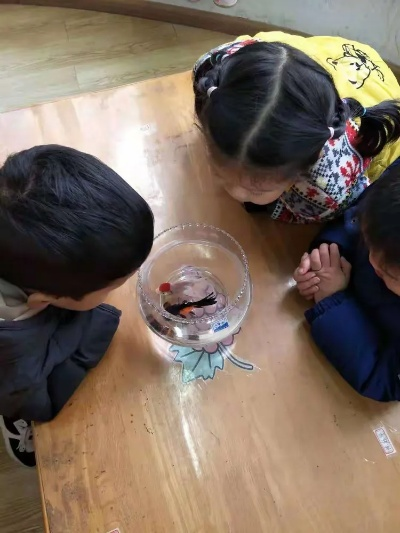 (幼儿园鲤鱼解说全集)班班幼儿园4鲤鱼解说:探究小朋友对水生生物的认知与探索
