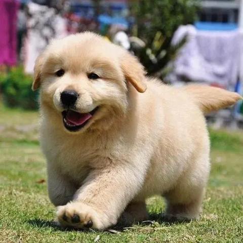 以激情与策略并重的奔跑吧球球小游戏,探索移动互动娱乐的无限可能性