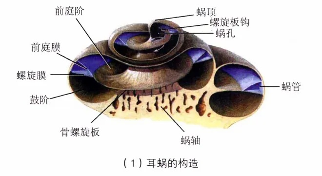 人体工厂耳蜗那关怎么过?探索耳蜗结构与功能,揭示人体内部工厂的奥秘与奇观 人体工厂耳蜗那关怎么过?探索耳蜗结构与功能,揭示人体内部工厂的奥秘与奇观