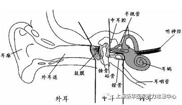 人体工厂耳蜗那关怎么过?探索耳蜗结构与功能,揭示人体内部工厂的奥秘与奇观 人体工厂耳蜗那关怎么过?探索耳蜗结构与功能,揭示人体内部工厂的奥秘与奇观