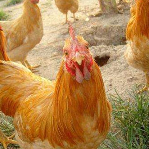 (赚钱小游戏养机)小游戏爱好者必知:掌握最快速的养机方法 (赚钱小游戏养机)小游戏爱好者必知:掌握最快速的养机方法