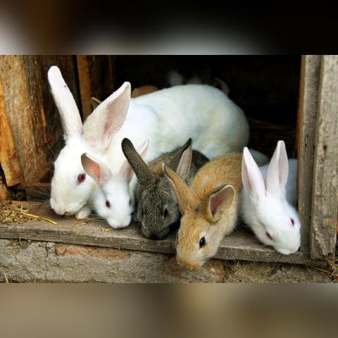 (赚钱小游戏养机)小游戏爱好者必知:掌握最快速的养机方法 (赚钱小游戏养机)小游戏爱好者必知:掌握最快速的养机方法